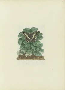 Animal Marking Prints: Papilio demodocus (Citrus or Christmas butterfly) on an unidentified plant