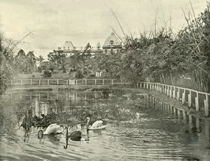 Botanic Gardens Gallery: Papyrus Pond, Brisbane Botanical Gardens, 1901. Creator: Unknown