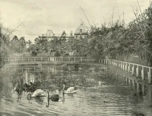 Papyrus Pond, Brisbane Botanical Gardens, 1901. Creator: Unknown