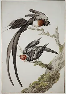 Branch Prints: Paradise widow and sparrow bird, 18th century. Creator: Aert Schouman