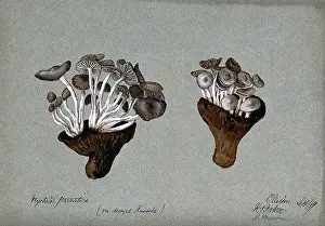 Mycology Prints: Parasitic fungi (Nyctalis species) growing on decayed Russula fungi