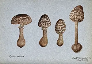 Edible Prints: Parasol mushrooms (Lepiota procera): four fruiting bodies, 1892. Creator: Unknown