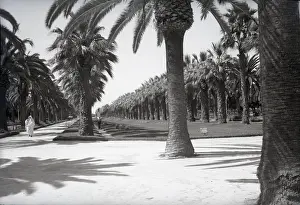 Shaded Prints: Parc Lyautey, Casablanca, Morocco, c1955. Creator: Arthur Charles Kirby Ware