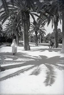 Shaded Prints: Parc Lyautey, Casablanca, Morocco, c1955. Creator: Arthur Charles Kirby Ware