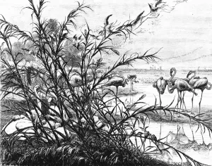 George Moritz Ebers Prints: A Parliament of Birds on the Lake Menaleh, 1880. Artist: Wilhelm Gentz