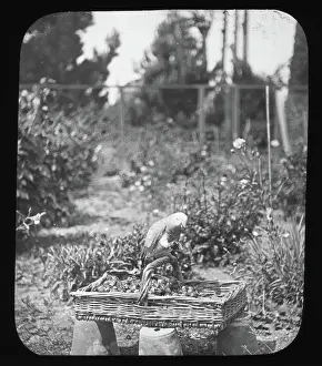 Parrot Prints: Parrot on basket - unknown location. Creator: Unknown