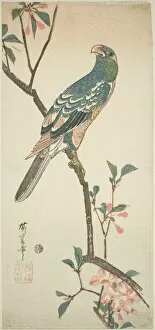 Parrot Collection: Parrot on a blossoming branch, 1830s. Creator: Ando Hiroshige