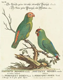 Seeligmann Johann Michael Prints: Parrot (Le Perroquet Indien. Psittacus Minimus). Creator: Johann Michael Seligmann
