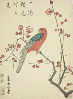 Images Dated 7th February 2022: Parrot on plum branch, c. 1848/52. Creator: Utagawa Hiroshige II