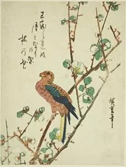 Parrot Collection: Parrot on plum tree, 1830s. Creator: Ando Hiroshige