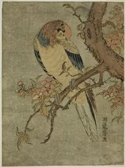 Perched Gallery: Parrot on Quince Tree, c. 1770. Creator: Isoda Koryusai