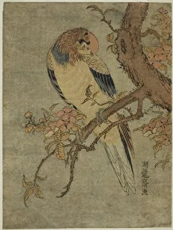 Koryusai Isoda Prints: Parrot on Quince Tree, c. 1770. Creator: Isoda Koryusai