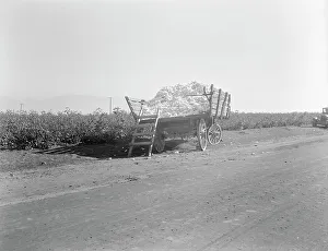 Cotton Bolls Prints: Partially loaded cotton wagon, Southern San Joaquin Valley