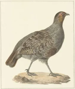 Partridge Prints: Partridge, 1759-1842. Creator: Pieter Bartholomeusz. Barbiers