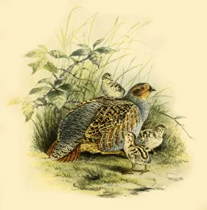 Young Prints: Partridge and Chicks, 1877, (1942). Creator: Edward Neale