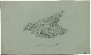 Jean Baptiste Oudry Prints: Partridge, n.d. Creator: Jean-Baptiste Oudry