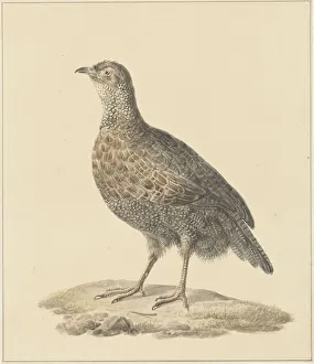 Partridge Prints: Partridge (Patrijs), 1759-1842. Creator: Pieter Bartholomeusz. Barbiers