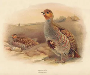 Charles Whymper Gallery: Partridge (Perdix cinerea), 1900, (1900). Artist: Charles Whymper