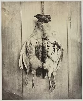 Albumen Print From Wet Collodion Negative Collection: Partridges (recto), c. 1861. Creator: Captain N. Baily (British)