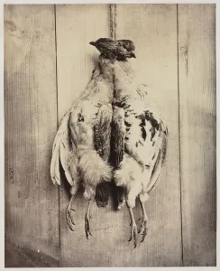 Partridges (recto); L. D. Campbells Tomb (verso), c. 1861. Creator: Captain N. Baily