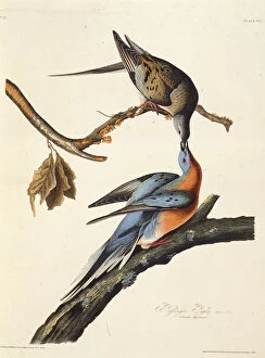 Audubon Gallery: The passenger pigeon. From The Birds of America, 1827-1838. Creator: Audubon