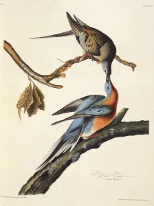 The passenger pigeon. From The Birds of America, 1827-1838. Creator: Audubon