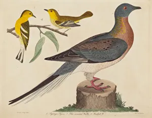 Alexander I Wilson Gallery: Passenger Pigeon, Blue-mountain Warbler, and Hemlock Warbler, published 1808-1814
