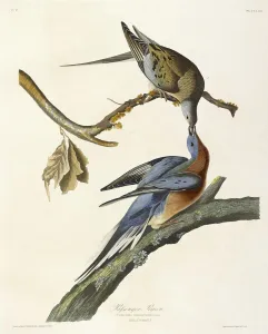 Passenger Pigeon, Columba Migratoria, 1845