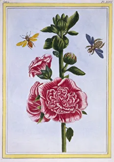 Passerose (Hollyhock), pub. 1776. Creator: Pierre Joseph Buchoz (1731-1807)