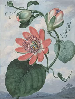 Tendril Gallery: Passion Flower, 1799. Creator: Sydenham Teast Edwards