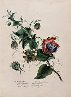 Evergreen Prints: Passion flower (Passiflora alata): flowering stem, (c1850?). Creator: Unknown