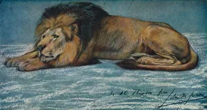 Swan Prints: Pastel Study of a Lion, c1900. Artist: John MacAllan Swan