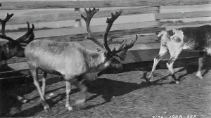 Enclosure Prints: Pastolik reindeer herd in corral, between c1900 and c1930. Creator: Unknown