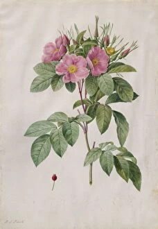 Henry Joseph Redoutefrench Gallery: Pasture Rose (Rosa Carolina Corymbosa), 1817-1824. Creator: Henry Joseph Redoute (French