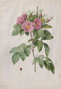 Pasture Rose (Rosa Carolina Corymbosa), 1817-1824. Creator: Henry Joseph Redoute (French
