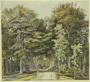 Beech Trees Prints: Path through a beech forest, with a wooden bridge in front