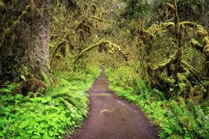 Vanishing Point Prints: Path of Solitude. Creator: Joshua Johnston