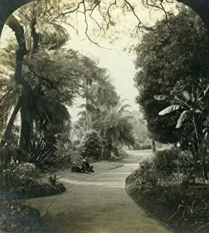 Botanic Gardens Gallery: Pathway in the Queens Park, Brisbane, Australia, c1909. Creator: George Rose