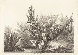 Wild Flower Gallery: Patience d eau, étude (Study of a Patience-Dock), 1840. Creator: Eugene Blery