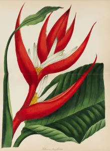 1841 Prints: Paxtons Magazine of Botany, 1841. Creator: Paxton, Sir Joseph (1803-1865)