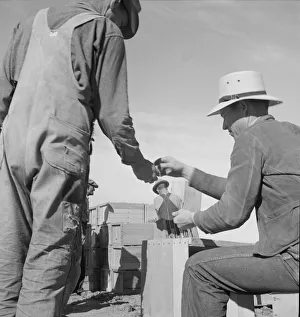 Straw Hat Collection: Paymaster on edge of pea fields... near Calipatria, Imperial Valley, California, 1939