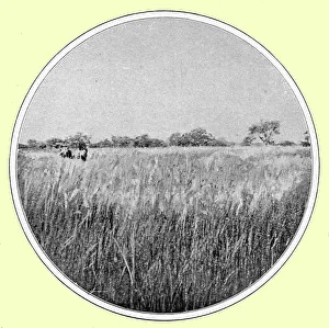 Rainy Season Prints: Paysage d'hivernage, type de savane; hautes herbes et bouquets de bois; L'Ouest Africain