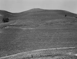 Peas Prints: The pea fields of the California coast, 1937. Creator: Dorothea Lange