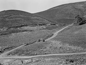 Peas Prints: The pea fields of the California coast, 1937. Creator: Dorothea Lange