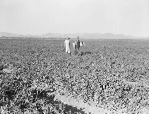 Peas Collection: Pea fields, end of the day, near Calipatria, California, 1939. Creator: Dorothea Lange
