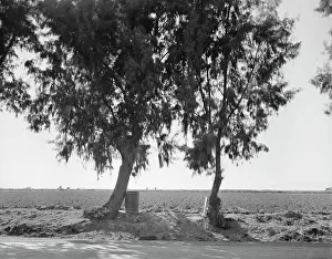 Peas Prints: Pea fields of the Imperial Valley, California, 1937. Creator: Dorothea Lange
