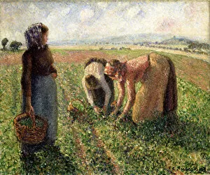 Country Village Gallery: Pea Harvest, Eragny, 1893. Creator: Pissarro, Camille (1830-1903)