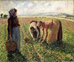 Camille 1830 1903 Prints: Pea Harvest, Eragny, 1893. Creator: Pissarro, Camille (1830-1903)