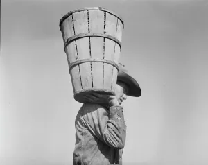 Peas Prints: Pea picker carrying a hamper of peas to the weighmaster