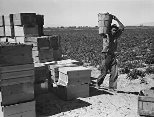 Peas Collection: Pea picker, Imperial Valley, California, 1939. Creator: Dorothea Lange